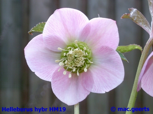 helleborus hybr